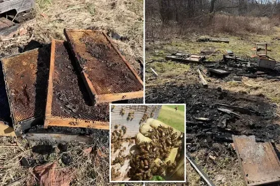 50.000 abejas mueren en un incendio provocado en una granja familiar de Pensilvania