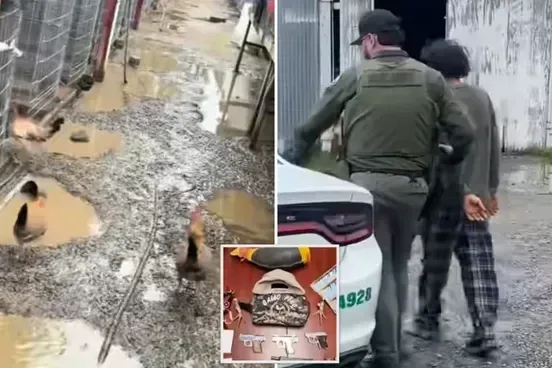 833 gallos incautados en desarticulación de red de peleas de gallos en el Bay Area