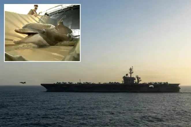Iran Considers Using Mine-Carrying Dolphins to Attack US Warships in Strait of Hormuz