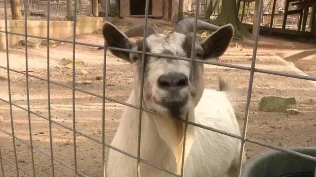 Santuario Yellow River teme que proyecto de 280 casas en Lilburn amenace la seguridad animal