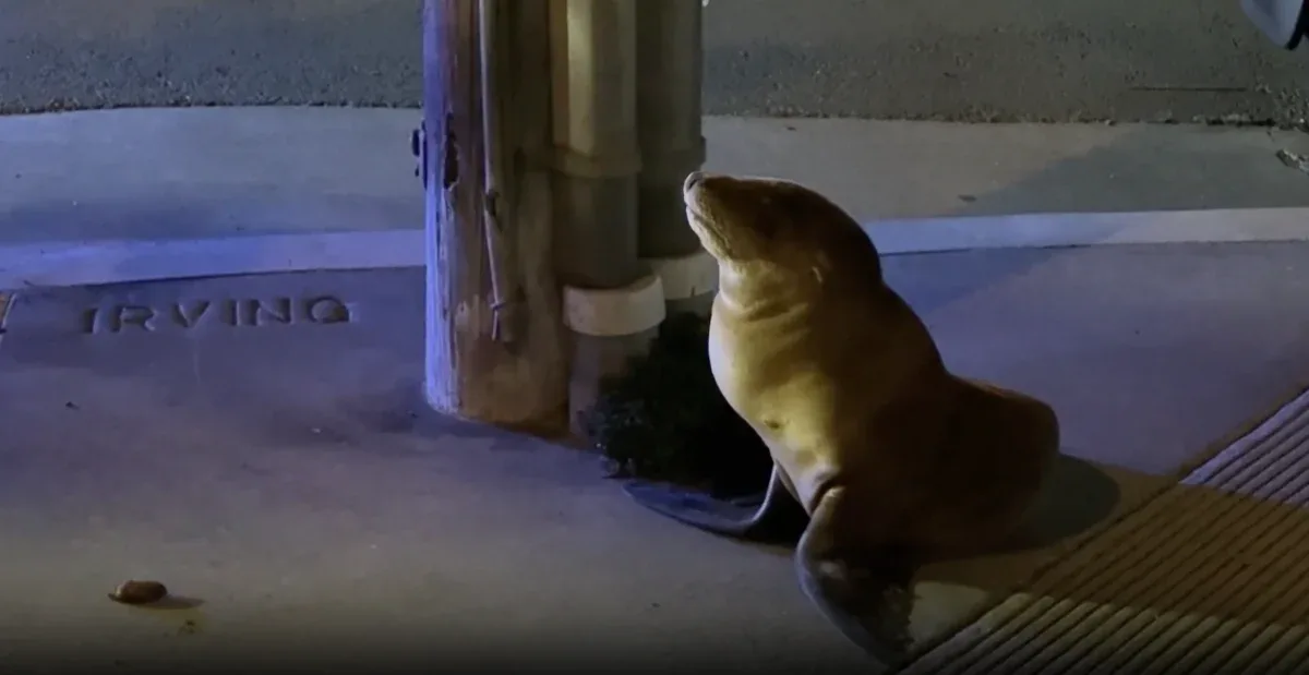 🦭 Lạc giữa phố — hải cẩu con “đi lạc” nhiều dãy nhà ở San Francisco